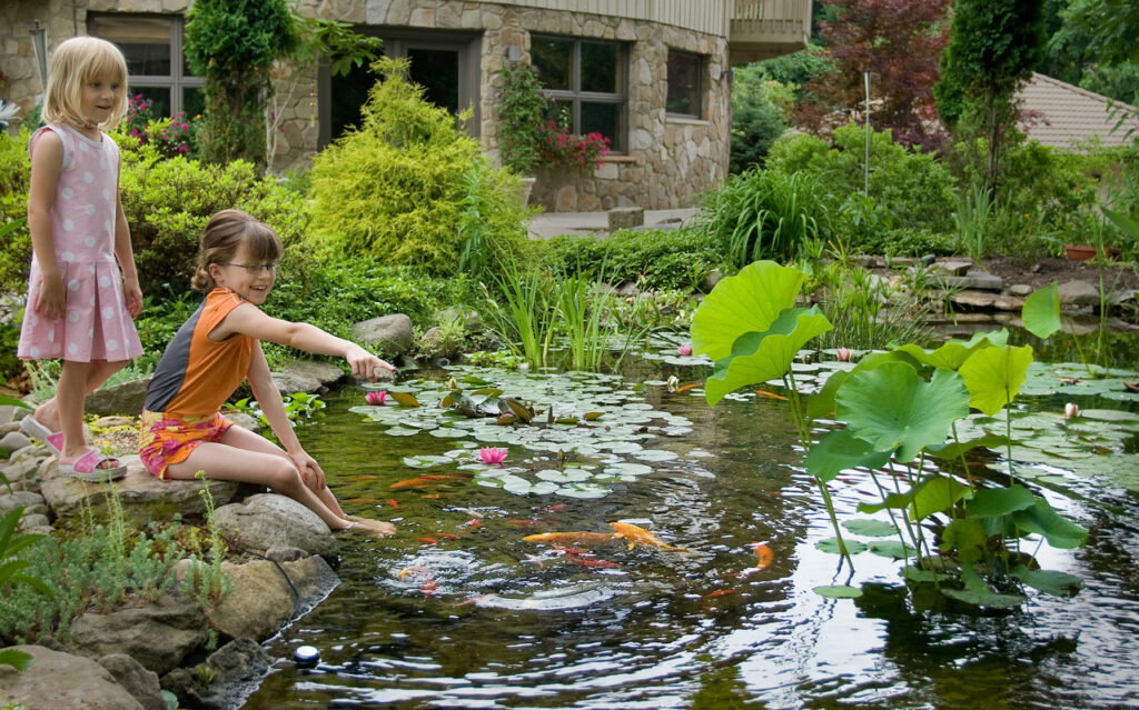 eco kid friendly pond with colorful koi and water lilies