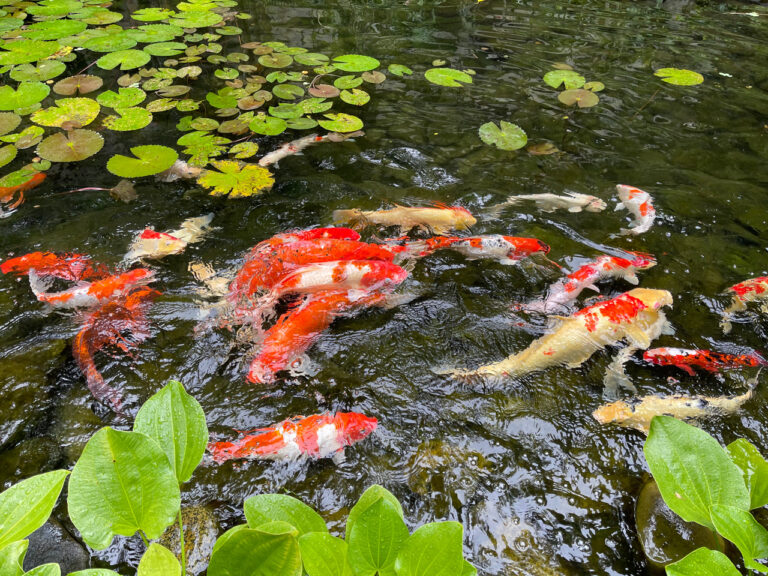 Large koi fish enjoy feeding time in a large pond