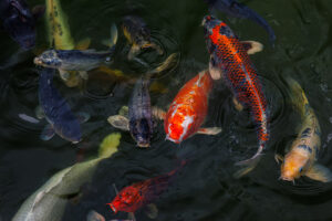 Koi swimming in the pond during feeding time