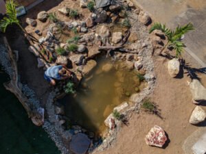 koi pond maimtenance and build 