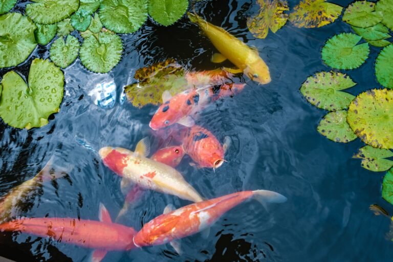 Koi Carps in a pond, colorful koi carps