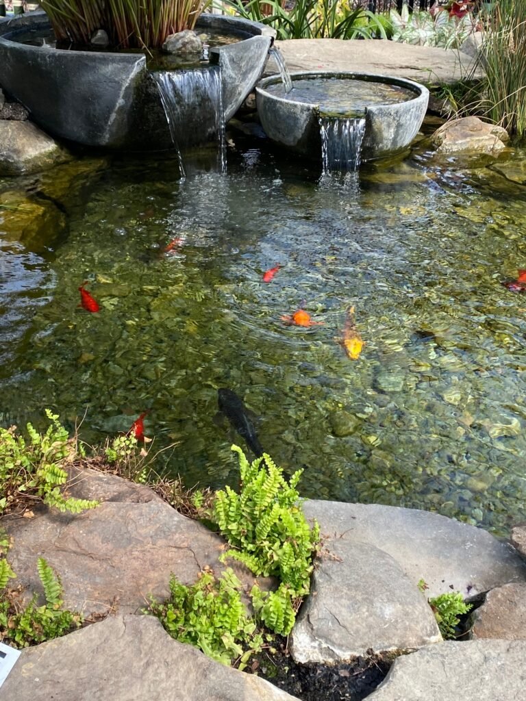 Koi pond outdoors