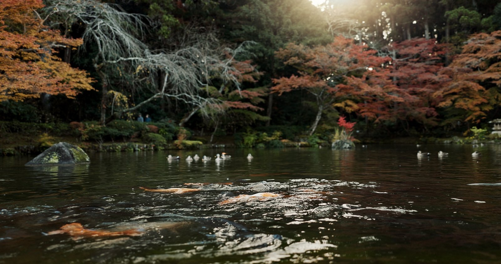 Koi pond, trees and nature with landscape and environment, ducks and fish with sunshine and park in