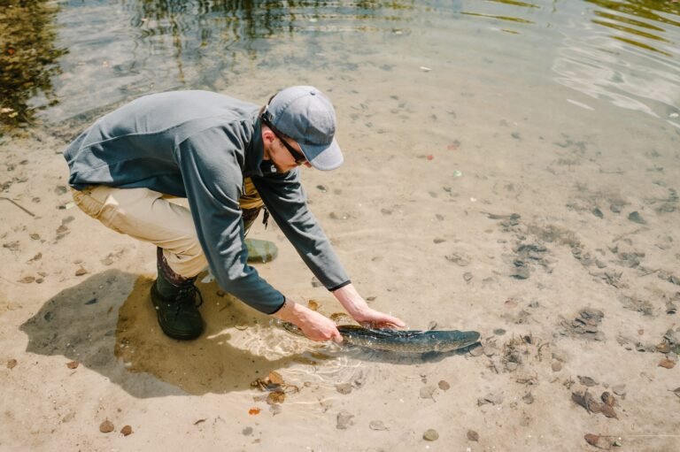 The fisherman releases a large fish under the water, a big pike in the pond.