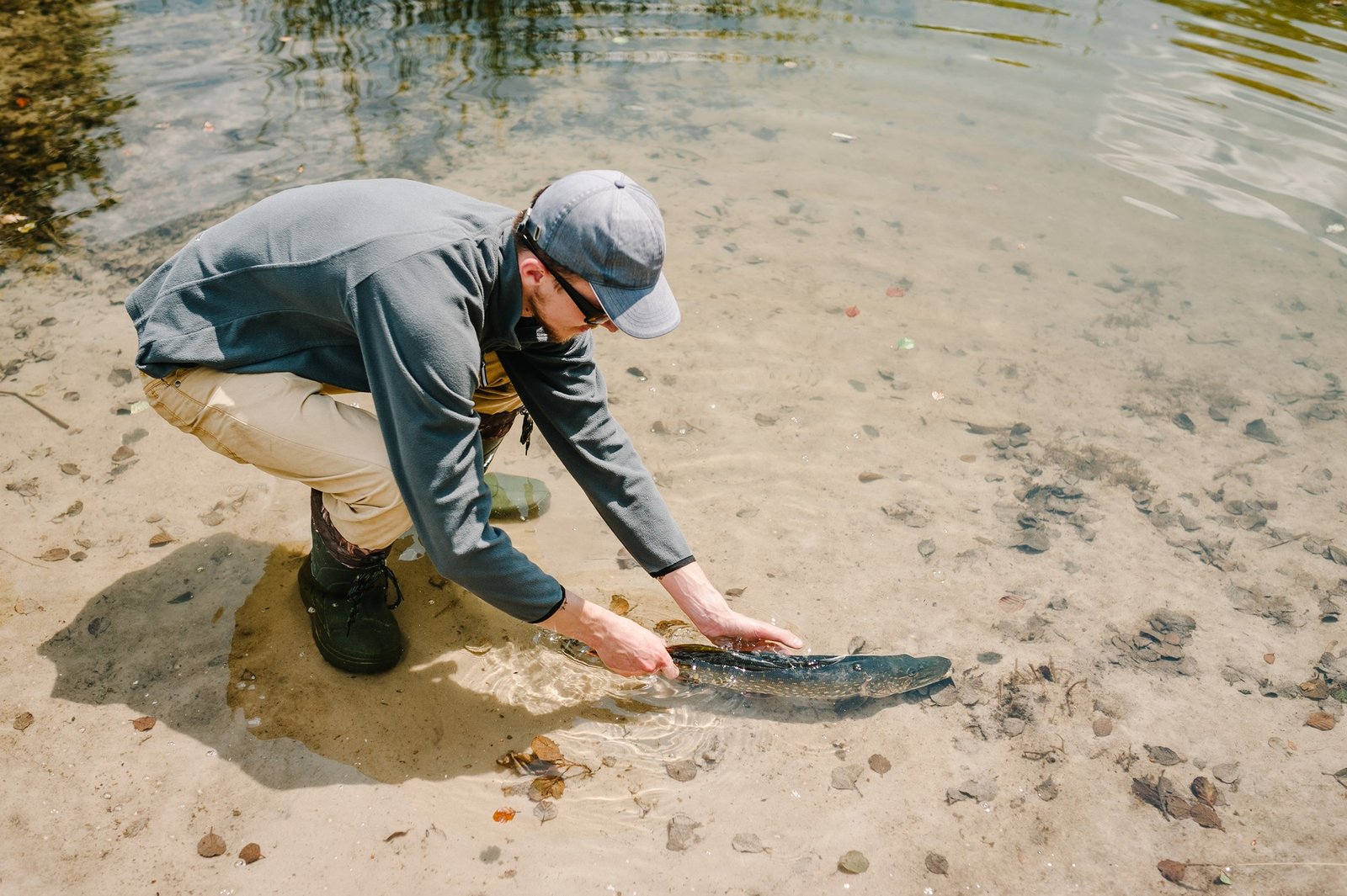 The fisherman releases a large fish under the water, a big pike in the pond.