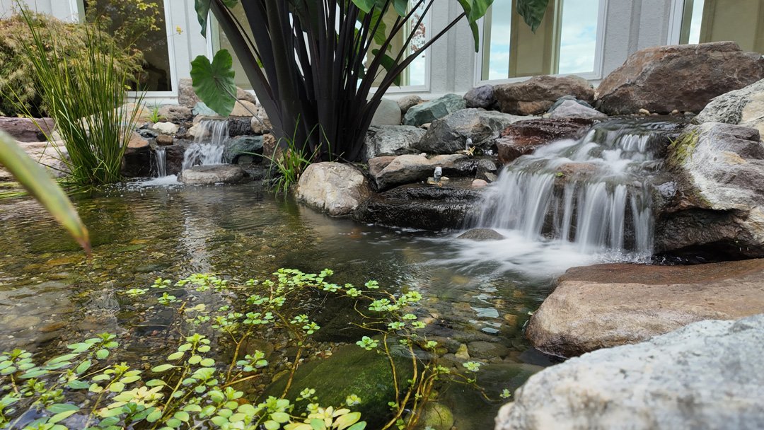 Koi pond with wetland in martinez CA