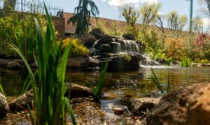 Beautiful Koi pond in kivermore CA