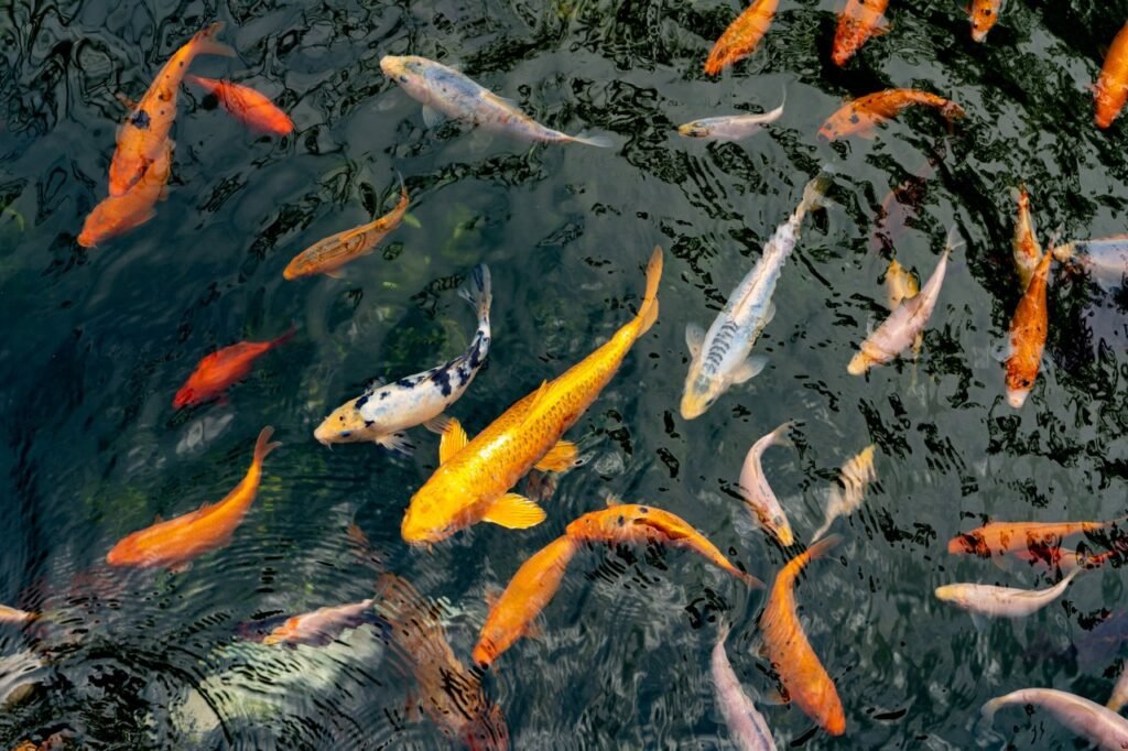 Large and small koi fish gathering for feeding time