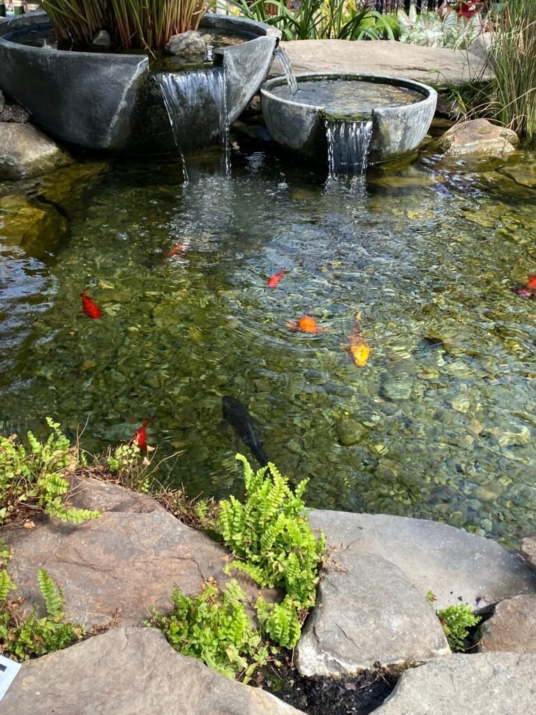 Koi pond outdoors