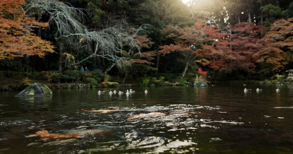 Koi pond, trees and nature with landscape and environment, ducks and fish with sunshine and park in