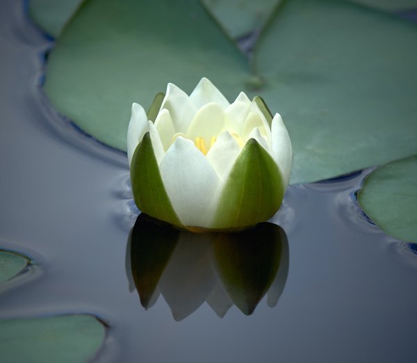 Recreational pond adorned with vibrant water lilies