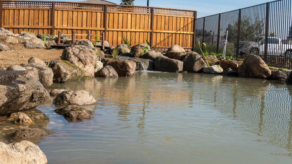 Koi pond in tracy with wetland