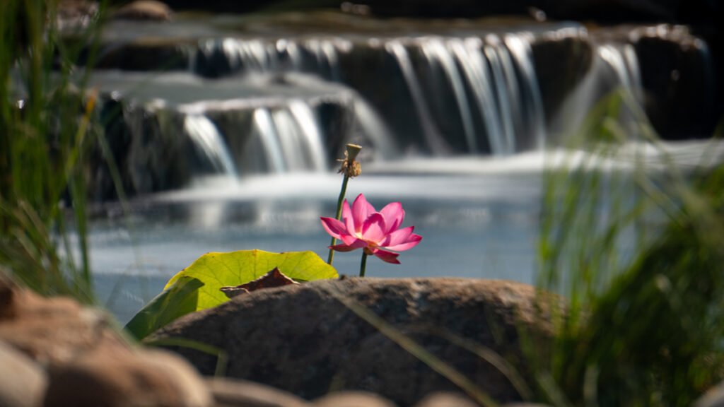 lotus growing in this large koi pond with waterfalls in the background